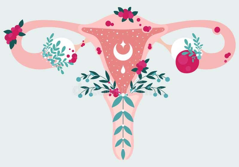 women-health-anatomical-scheme-endometriosis-uterus-flowers-endometrial-disease-diagram-reproductive-system-fragile-183153357